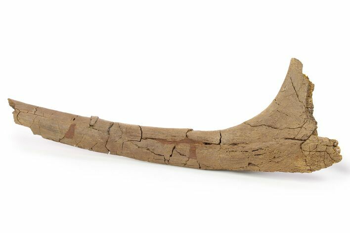 Hadrosaur (Edmontosaurus) Rib Bone - Wyoming #264950